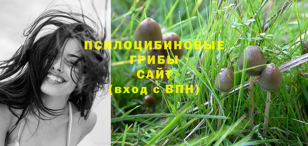 прущие грибы Новодвинск