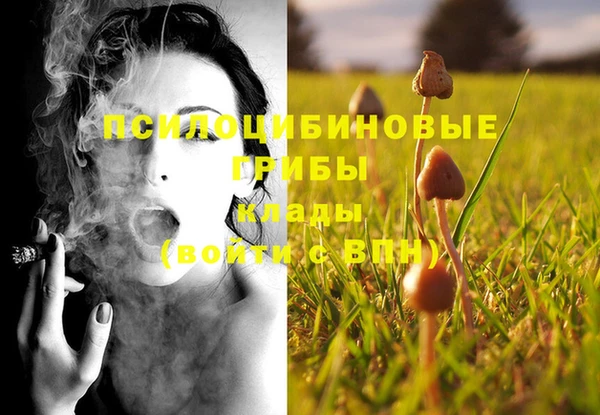 прущие грибы Новодвинск