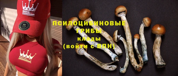 прущие грибы Новодвинск